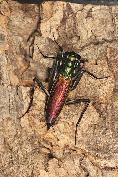 công viên Minoh Osaka